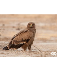 گونه عقاب صحرایی Aquila nipalensis